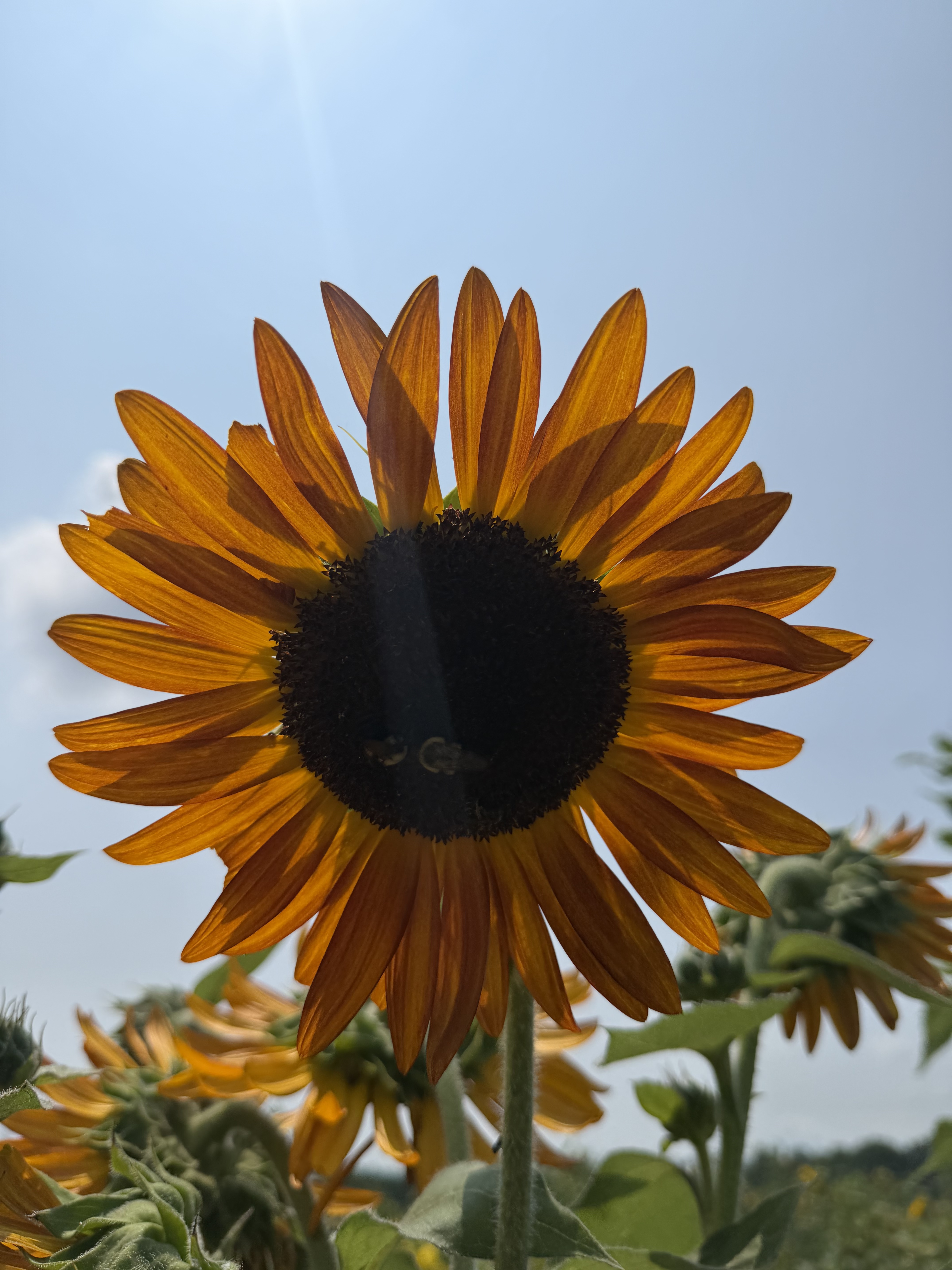 Creation care, Christian, farming, faith, food, Christian beliefs, environment, environmental, Christian environmentalism, creation care theology, farming and faith, farm, family farm