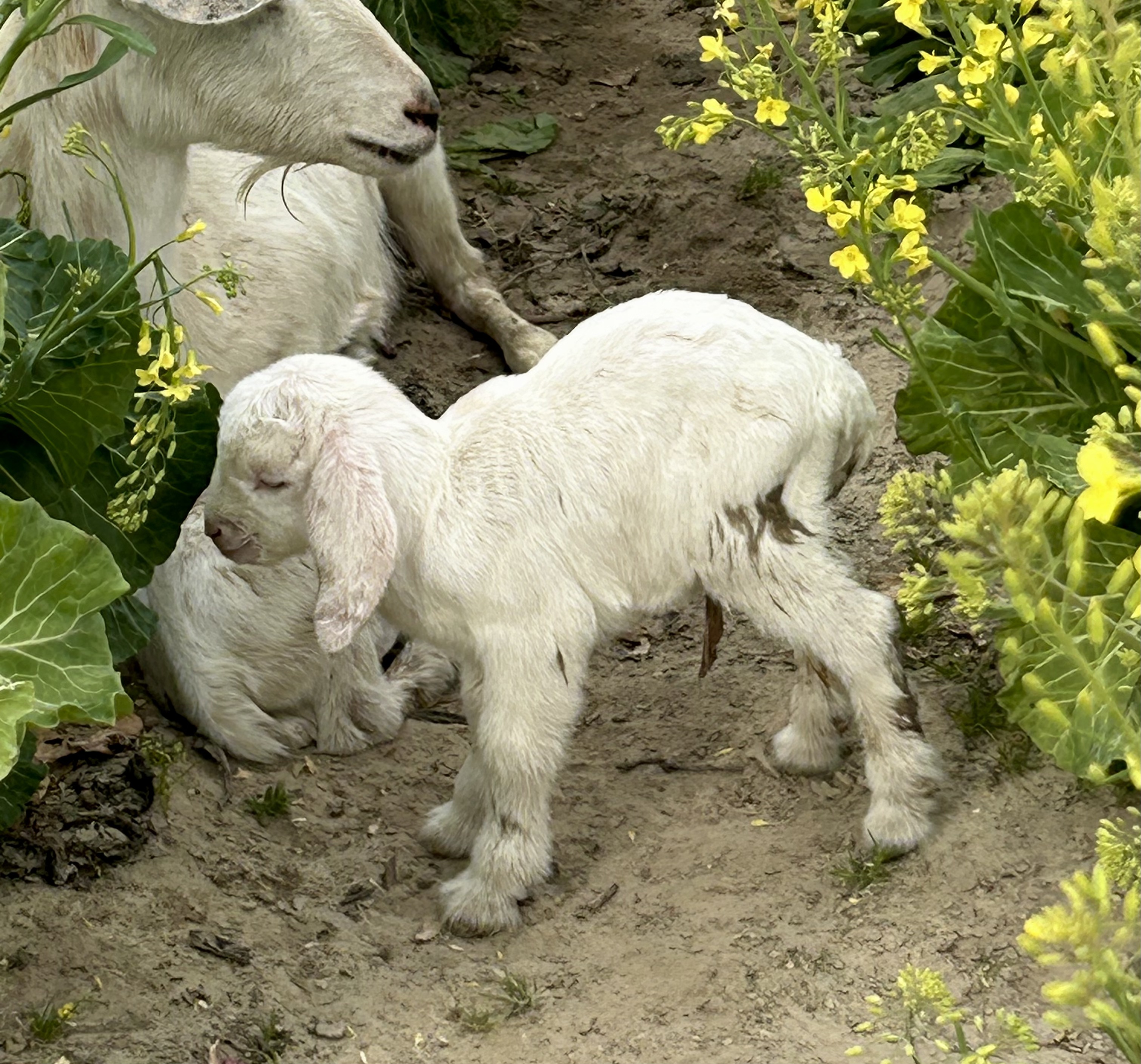 Creation care, Christian, farming, faith, food, Christian beliefs, environment, environmental, Christian environmentalism, creation care theology, farming and faith, farm, family farm